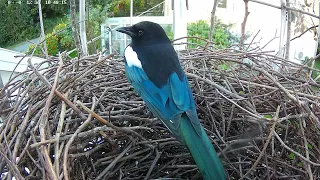 210913 magpie nest, mid Sep update