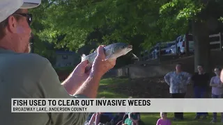 South Carolina Department of Natural Resources releases plant eating fish into Upstate lake 