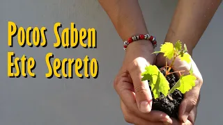 Pocos saben este SECRETO para Germinar UVAS