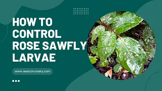 How to Control Rose Sawfly