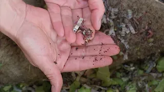 Tschüss Müll: 2.000 Würmer entsorgen unseren Bio-Abfall