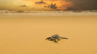 Volunteer at The Great Turtle Project | The Great Projects