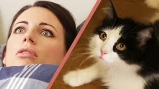 10 Signs Your Cat Owns You