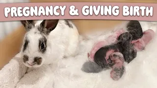 Part 3: Rabbit Pregnancy & Birth! 8 BABIES