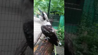Laughing kookaburra call