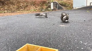 エゾリスさんが衝突して来ました😳