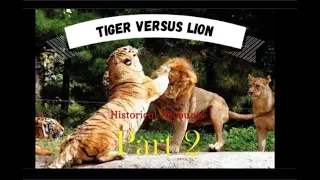 🦁Lion versus 🐯Tiger: Greatest 50+ Historical Tiger wins (Part 2)