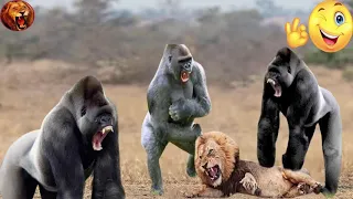 ГИГАНТСКАЯ ГОРИЛЛА В ДЕЛЕ! Вот на что способны гориллы в ярости!
