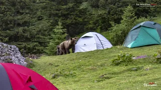 Bucegi - Mălăiești - Ursu / Bucsecs - Malaiesti - Medvék / Bucegi Mountains - Bears