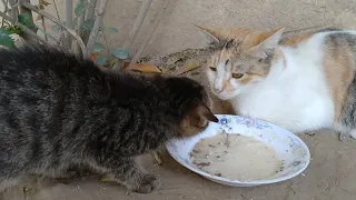 Cute Kitten Is Scared Of Sweet Cat She Wants To Eat Her Food