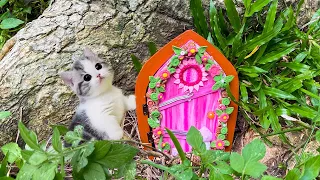 Rescue the World's Strangest Kitten - Then the Kitten Disappears Once Again