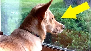 Hund starrt jeden Tag aus dem Fenster, dann findet die Besitzerin heraus warum – Herzergreifend!