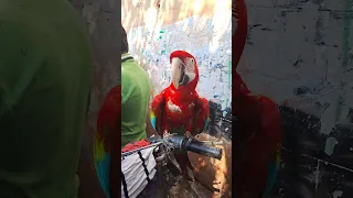 Beautiful Macaw #macaw  #birdsmarketkarachi #danishahmedvlogs