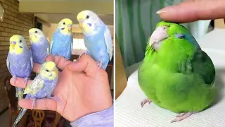 Baby Animals 🔴 Funny Parrots and Cute Birds Compilation (2021) Loros Adorables Recopilación #23