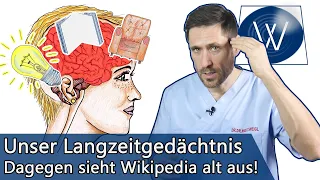 Langzeitgedächtnis: Wie unser neuronales Netzwerk unsere Intelligenz & Erinnerungen bestimmt