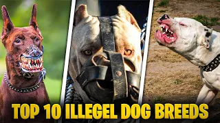 Top 10 Most Illegal & Most Dangerous Dog Breeds In The World