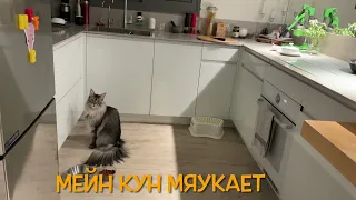 кошка Мейн кун мяукает разговаривает / Maine Coon cat is talking