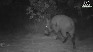 Caught on Hidden Camera: Wild Boar