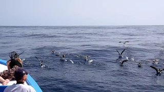 Whalewatching Oceano Gomera