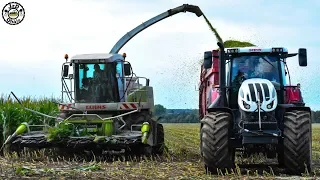 BIG Corn SILAGE / VELKÉ SILÁŽE kukuřice 2019 - 2 řezačky, 12 odvozů |ZD Dobruška|