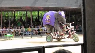 elephant ride bicycle : so incredible & so sad at same time