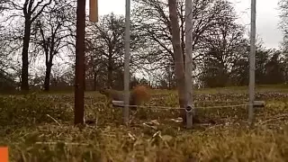 Electric fence fruit tree squirrel test..