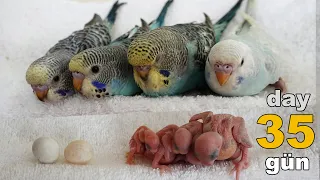 budgie Pastel's baby chicks 1 to 35 day growth stages