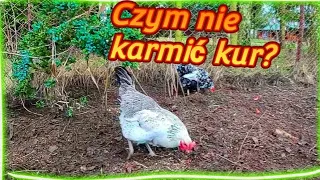 Czym nie karmić kur? 🐓🐔☘