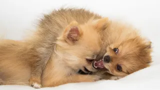 Are Pomeranians Prone to Hypoglycemia?