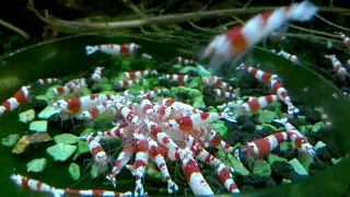 5-Step Guide to Care for Crystal Red Shrimp