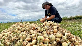 Onion Farms Devastated ng Army Worms! Ano ang Solution?