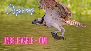 OM-1 | Osprey | Olympus 300mm F4 Pro and MC-14. Can it deliver?