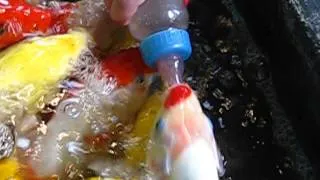 Кормление рыб из бутылочки (Тайланд 2012)
