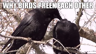 Why Birds Preen Each Other - Mutual Preening (Mini Documentary)