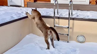 Messi is happy to be able to jump in the pool again! Puma Messi and his new entertainment