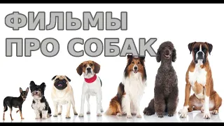 Топ 8 фильмов ПРО СОБАК