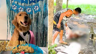 Golden retriever na si Killua, pinatay at isinako ng isang lalaki! | Kapuso Mo, Jessica Soho