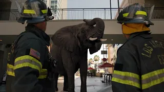 9-1-1 5x01 Sneak Peek | Animals Are On The Loose!