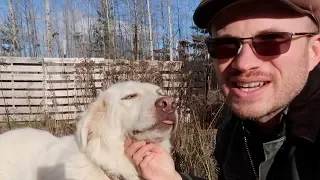 Livestock Guardian Dog Fencing