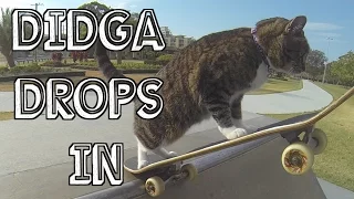 CAT "drops In" at Skateboard Parks! Go Didga Go!