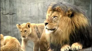 Lions Family Enjoy In Zoo