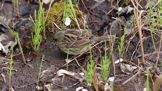 Седоголовая овсянка ( Emberiza spodocephala)