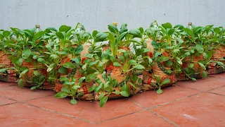 I wish I knew this method of growing vegetables in soil bags sooner