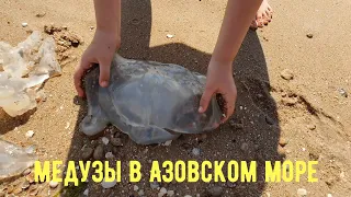 Азовское море. Нашествие медуз 2020
