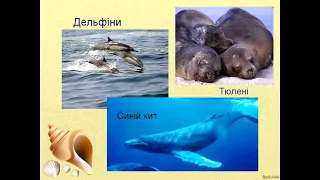 Підводний світ Тихого океану