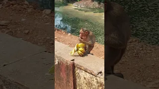 Monkey's breakfast at Souparnika | Kollur | banana eating 🐒