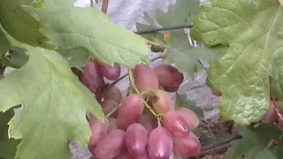 Сорт винограда "Фавор" - сезон 2019 # Grape sort "Favor"