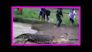 Breaking News | Dramatic moment crocodile terrifies villagers caught on camera