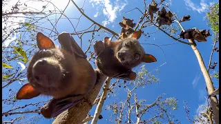 Robotic Spy Bat Hangs Out With Flying Foxes!