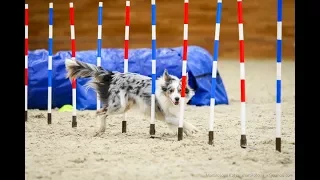 Разрядные соревнования по аджилити в MAXIMA PARK